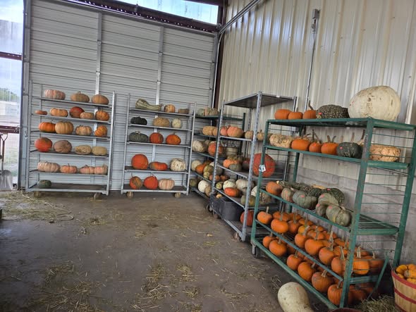 Shelves of pumpkins and squash