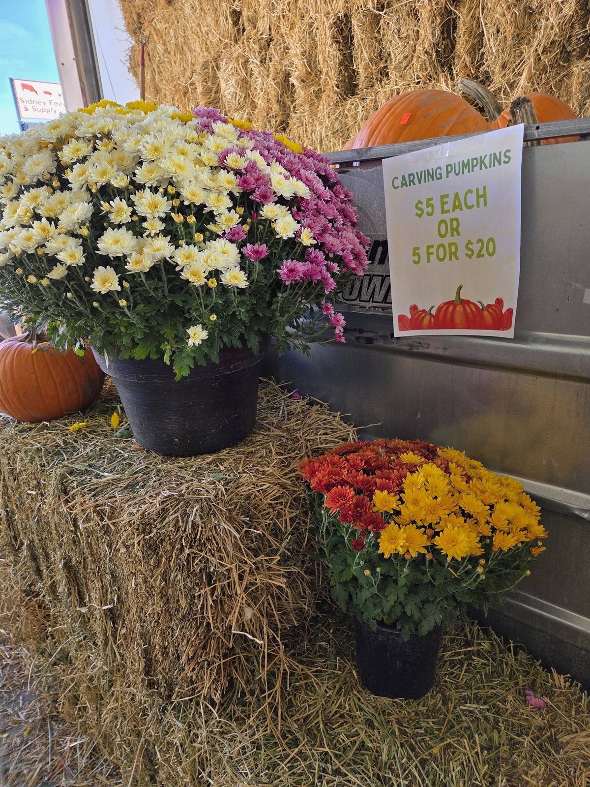 Fall mums and pumpkins outside the store