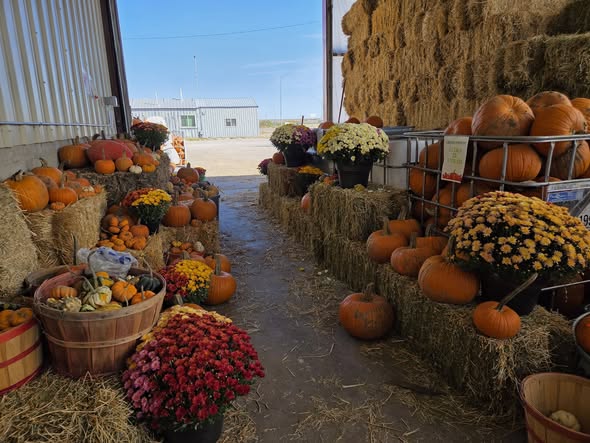 Pumpkin patch and mums on straw bales