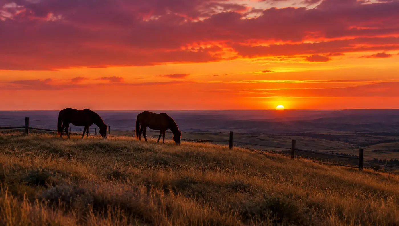 Horses grazing on a Nebraska ridge at sunset